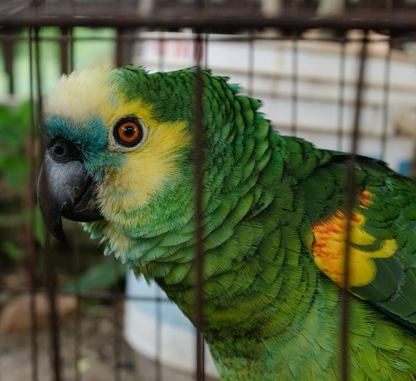 La carence affective chez les chatons orphelins