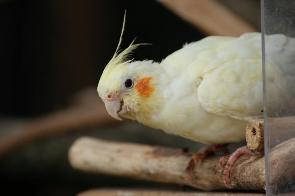 Comment la domestication a-t-elle influencé le comportement des chiens par rapport à leurs ancêtres sauvages ?