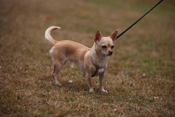 Les meilleurs livres pour éduquer son chien