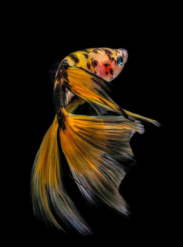 Poisson d'argent : comment s'en débarrasser efficacement chez vous ?