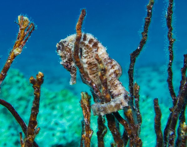 Spa montpellier méditerranée métropole: adoptions, refuges & soutien aux animaux