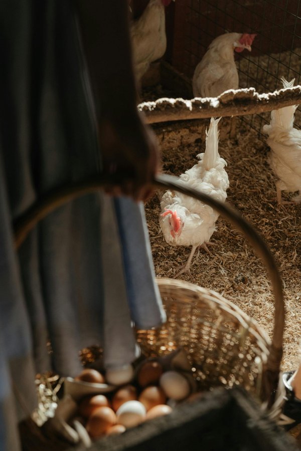 Les incontournables pour réussir avec votre poule pondeuse