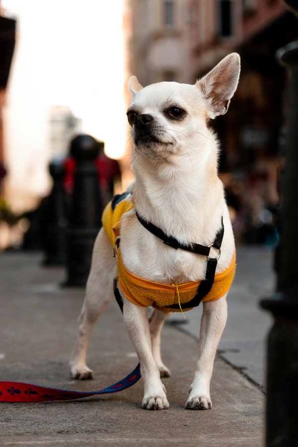 Les meilleurs harnais pour chihuahuas : notre avis expert